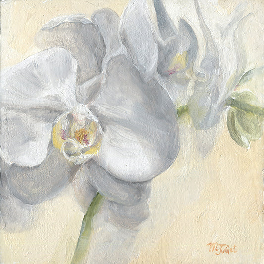 Orchid 6x6